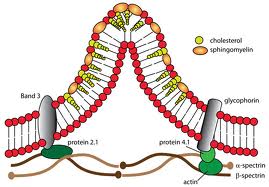 Abetalipoproteinemia