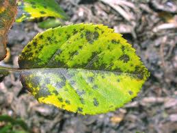 Black Spots on Leaves