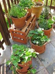 Container Gardening Tips