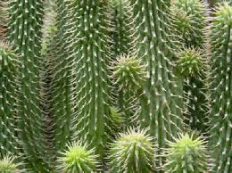 Hoodia Gordonii Plant