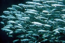 Sardines