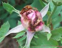 Stunted or Malformed Young Canes