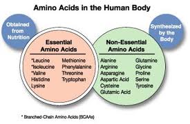 Types of Amino Acids