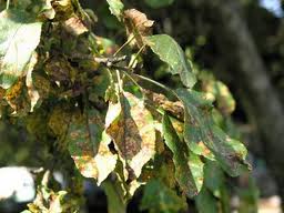 Weak and Mottled Leaves With Tiny White Webs Under Them