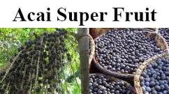 Acai Berry - Nature's Super Fruit