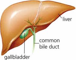 Gallbladder