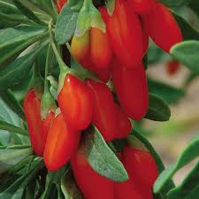 Gardening Tips For Grower of the Goji Berry Plant