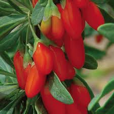 Goji Berry Plant