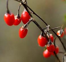 Goji Fruits