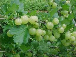 Gooseberry