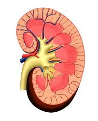 Major Functions of Kidneys