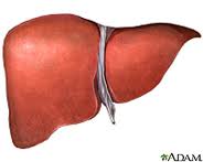 Liver