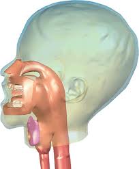 Mouth and Esophagus